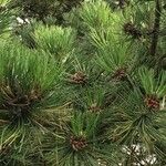 Pinus nigra Ffrwyth