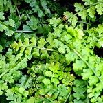 Asplenium fontanum Folio