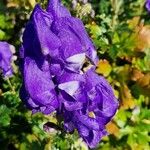 Aconitum variegatum Blüte