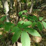 Castanea dentata Liść