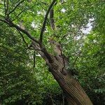 Castanea sativa Libunga