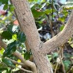 Berberis pinnata 樹皮
