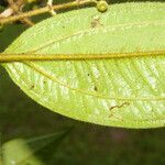 Miconia ibaguensis List