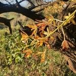 Ansellia africana 花