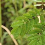 Afzelia pachyloba Hoja