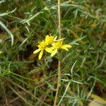 Hymenothrix wislizeni Flower