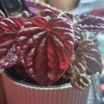 Peperomia caperataHostoa