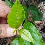 Petiveria alliacea Blatt