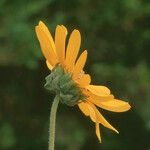 Helianthus mollis Flower