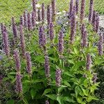 Agastache foeniculum Celota