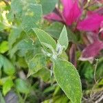 Buddleja stachyoides Yaprak