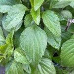 Salvia farinacea Leaf