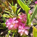 Curcuma aromatica Fiore