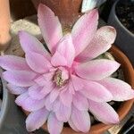 Gymnocalycium anisitsii Кветка