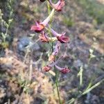 Delphinium peregrinum Λουλούδι
