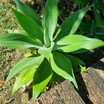 Agave attenuata Blatt