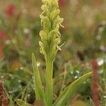 Platanthera hyperborea Habitus