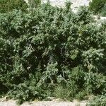 Juniperus monosperma Hábito