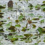 Nymphaea lotus Kwiat