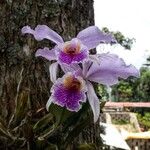 Cattleya mossiae Flower