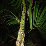 Laccosperma korupense Кара