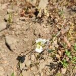 Calochortus gunnisonii Flor