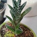 Aloe variegata Φύλλο