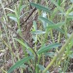 Baccharis spicata Hoja