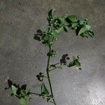Solanum americanum Blatt