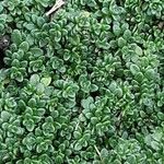 Thymus praecox Leaf