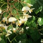 Begonia minor Kukka