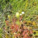 Drosera × obovata