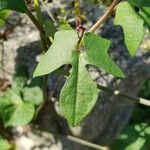 Mina lobata Leaf