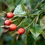 Rosa rubiginosaΦρούτο