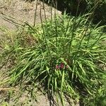Dierama pulcherrimum 葉