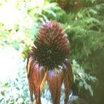 Echinacea purpurea Плід