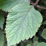 Plectranthus fruticosus Blatt