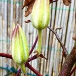 Clematis patens その他の提案