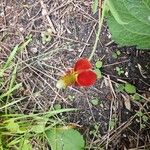 Ratibida columnifera Flower