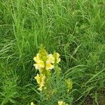 Linaria vulgarisBlüte