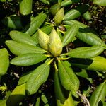 Rhododendron yakushimanum Leaf
