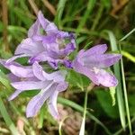 Campanula glomerata Kwiat