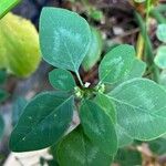 Euphorbia graminea Leaf