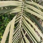 Butia capitata Leaf