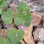 Veronica hederifolia Flower