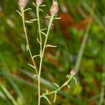 Centaurea decipiens Кора