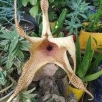 Stapelia giganteaBlodyn