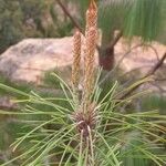 Pinus patula Flower