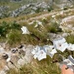 Dianthus arrostoi Blüte