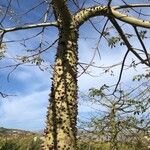 Ceiba speciosa Leaf